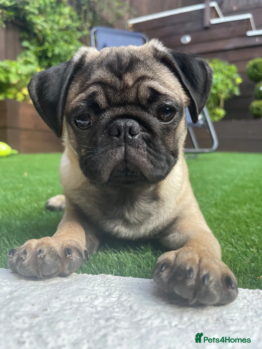 Pug dogs for sale: Pug  months  in Southampton - Advert 1
