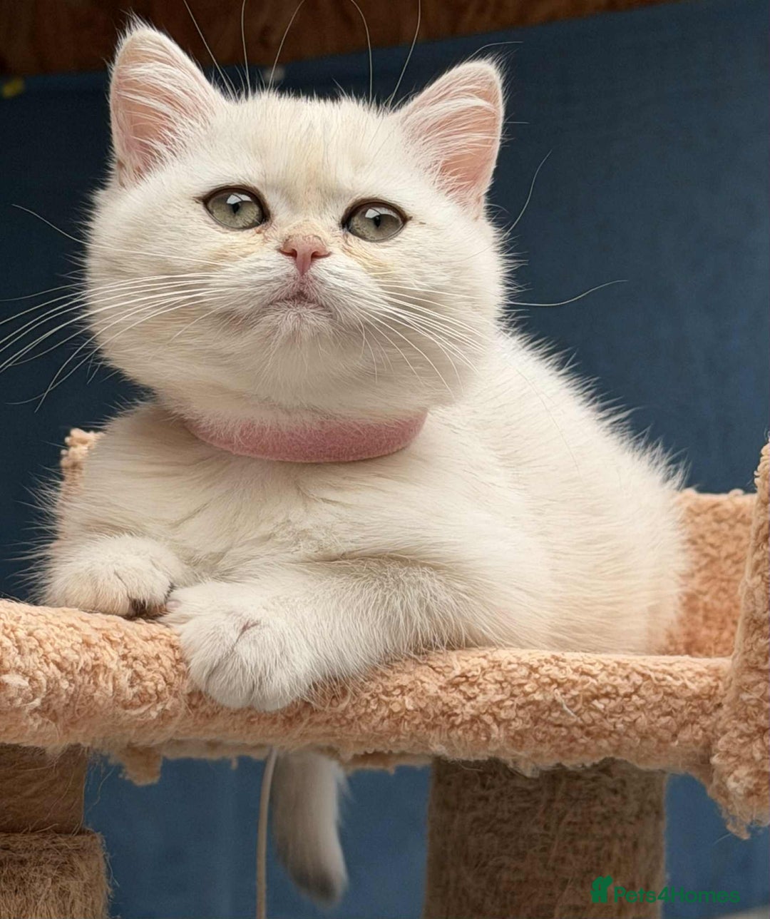 British Shorthair cats for sale: Stunning BSH golden/silver Kittens TICA - Image 7