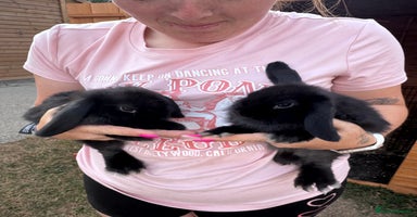 Mini Lop rabbits - Advert 11