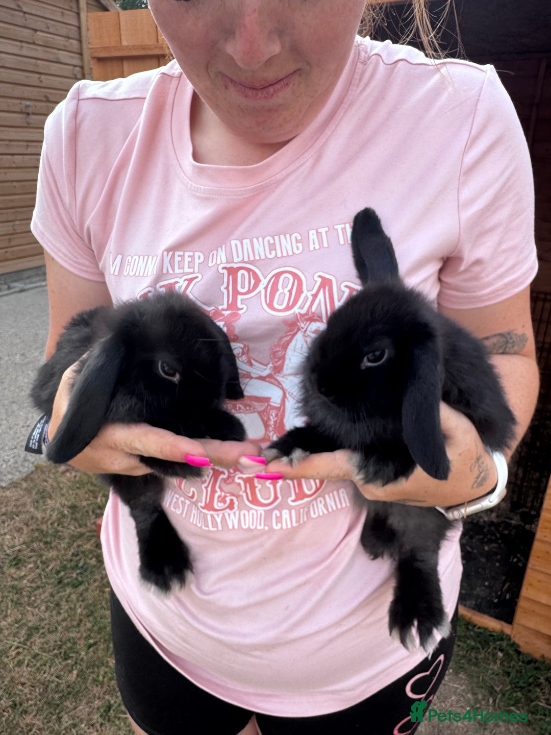 Mini Lop rabbits for sale: 2 lovely black mini lop girls - Image 3