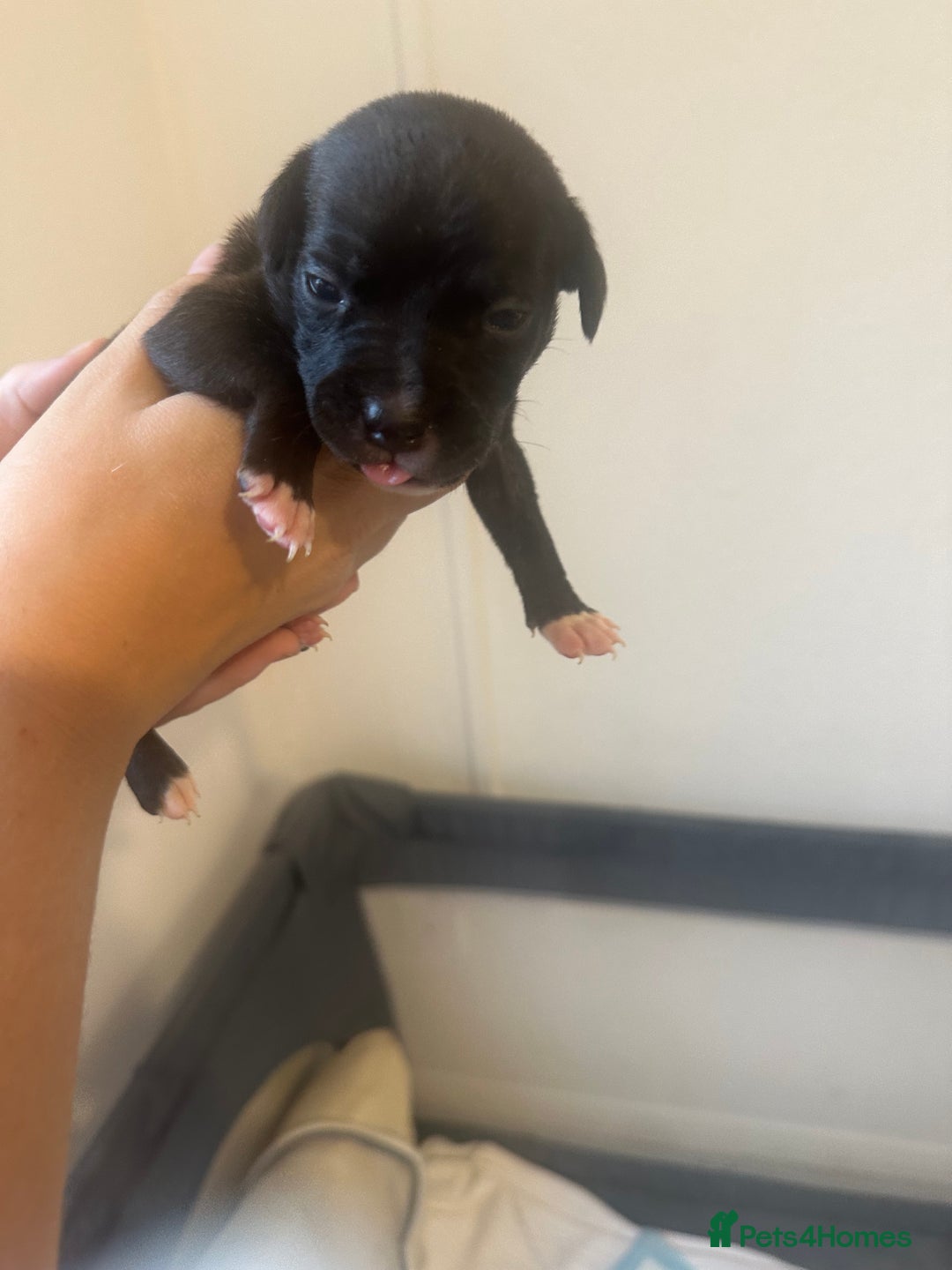 Mixed Breed dogs for sale: American bull staff puppies  - Image 16