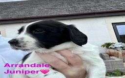 English Springer Spaniel dogs for sale: Springer Spaniels - Image 4