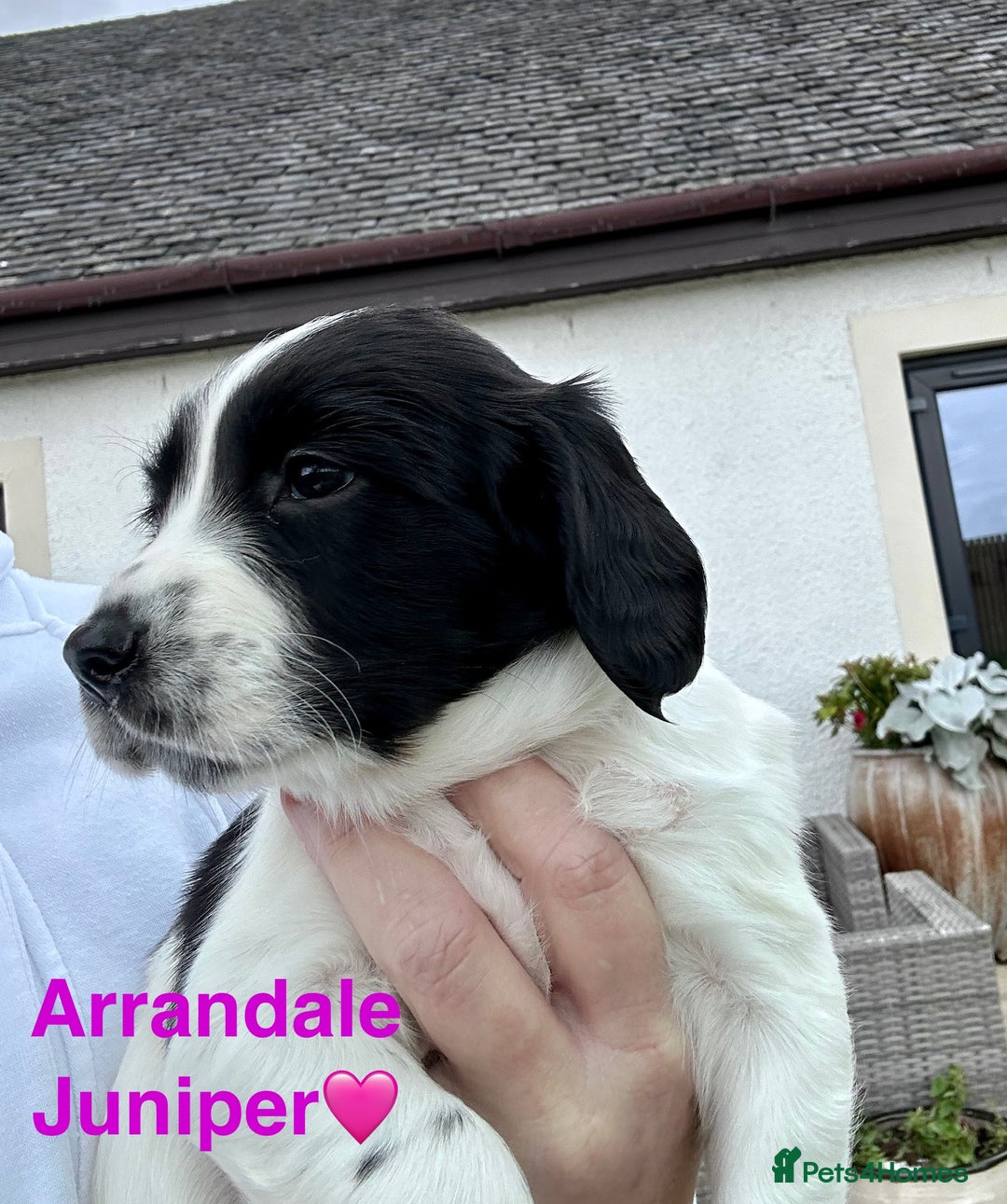 English Springer Spaniel dogs for sale: Springer Spaniels - Image 4