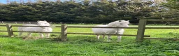 Welsh Section A horses for sale: Registered Welsh Section A Mare and Gelding  in Upminster - Advert 4