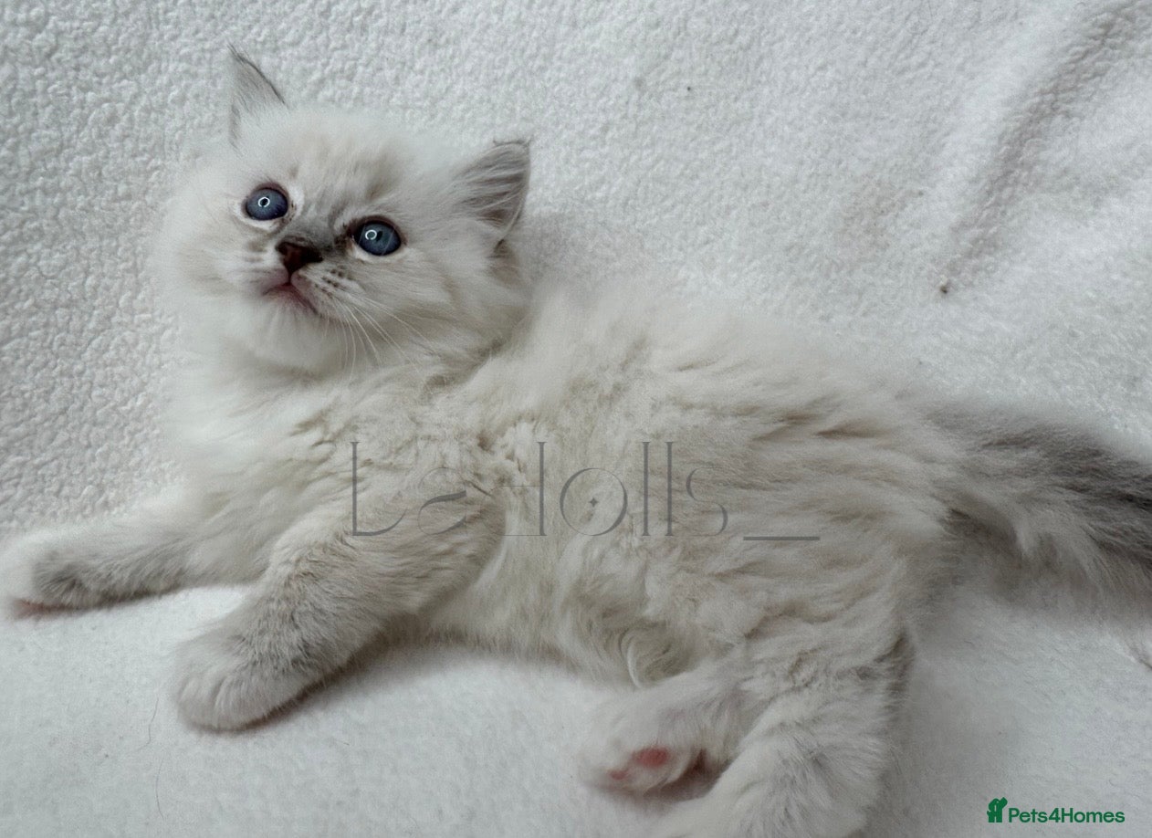 Ragdoll cats  Female and Male Available🐾 - Advert 1