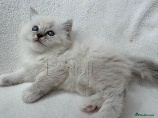 Ragdoll cats Female and Male Available🐾 - Advert 1