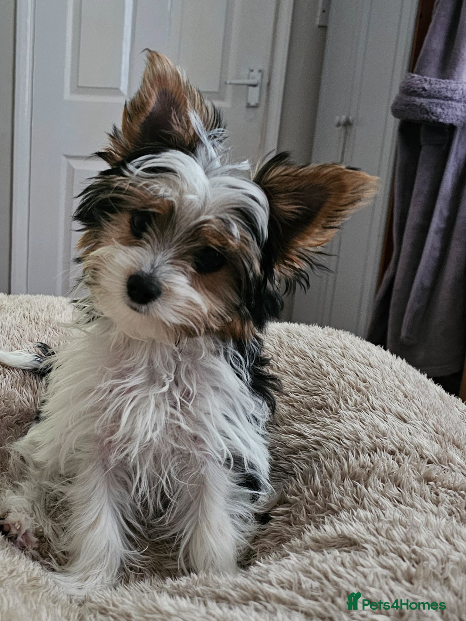 Yorkshire Terrier dogs Biewer yorkshire terrier  - Advert 10