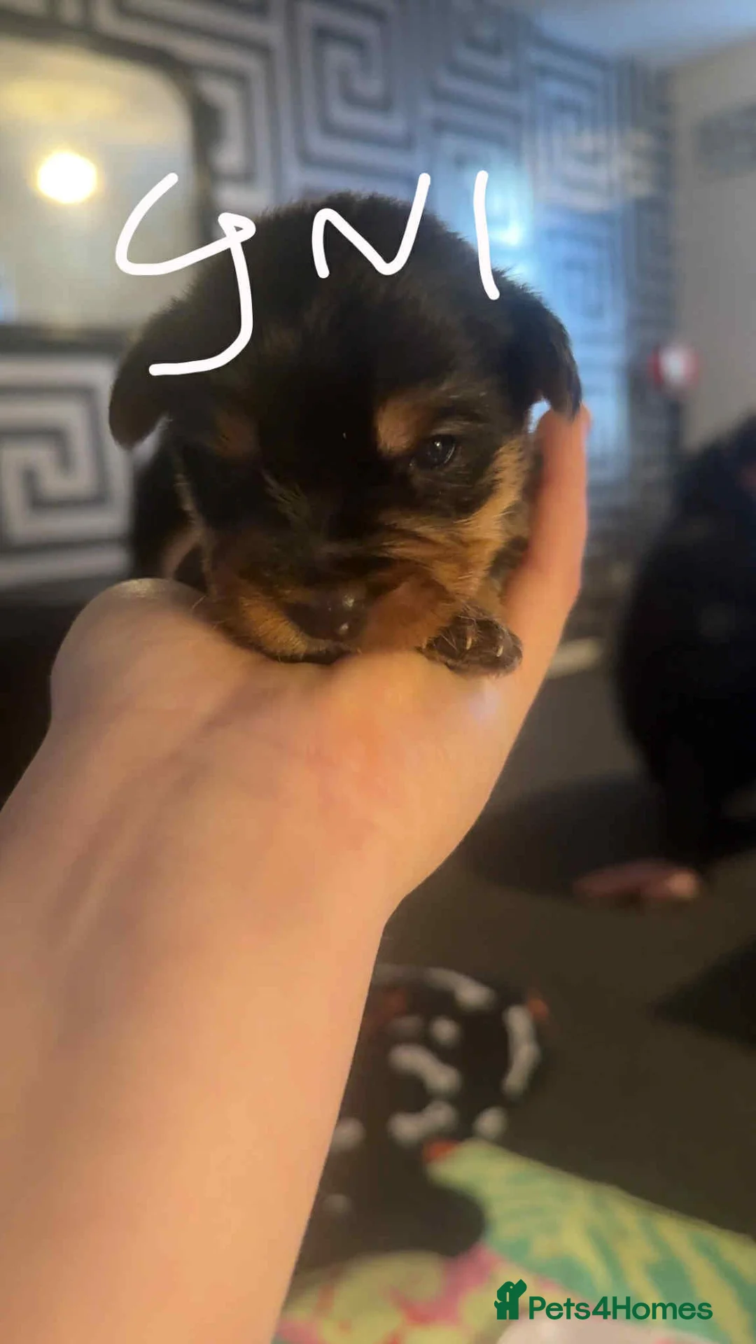 Yorkshire Terrier dogs for sale: Yorkshire puppies - Advert 13