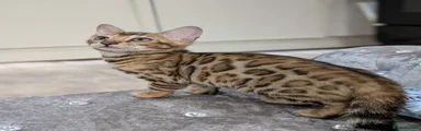 Bengal Kitten 5