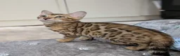 Bengal cats for sale: 🔥✨Pedigree TICA-Registered Bengals - Advert 27