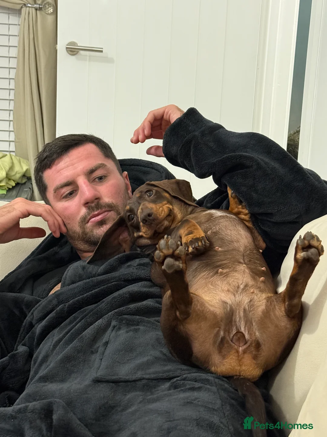 Miniature Dachshund dogs for sale: Miniature Dachshund Girl - 2 Years Old - Advert 5