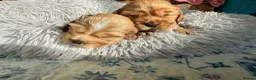 Cocker Spaniel dogs for sale: Outstanding show cocker spaniels - KC in Leicester - Advert 10