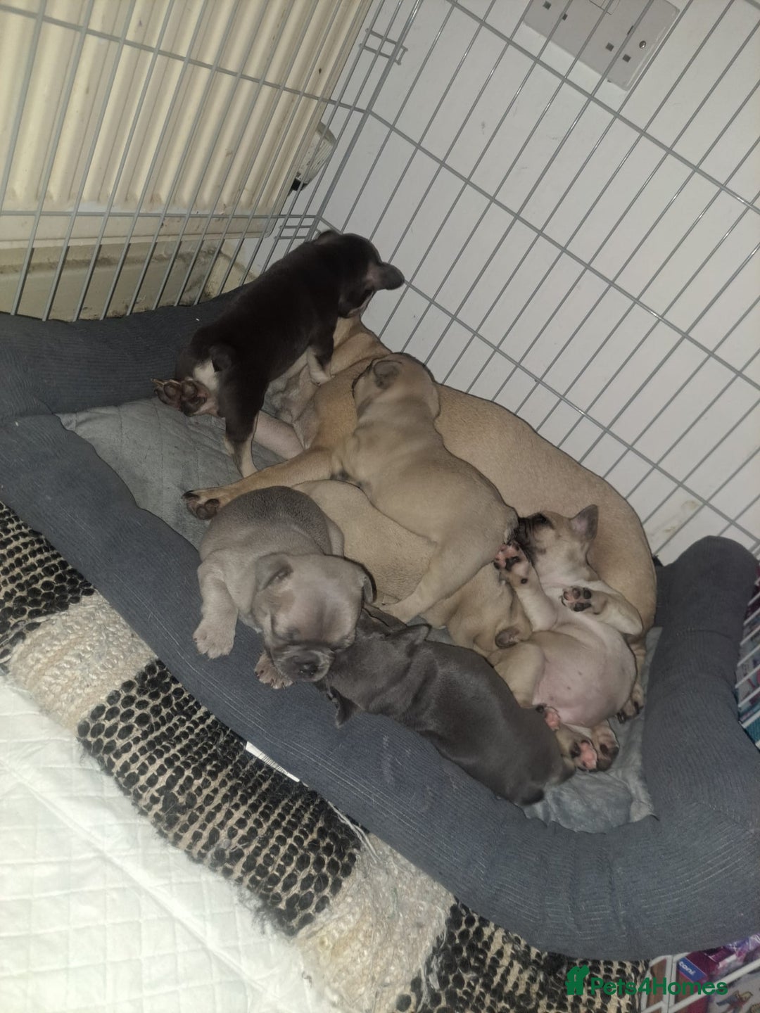 French Bulldog dogs for sale: French bulldog puppies  - Advert 1