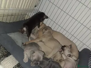 French Bulldog dogs French bulldog puppies - Advert 8