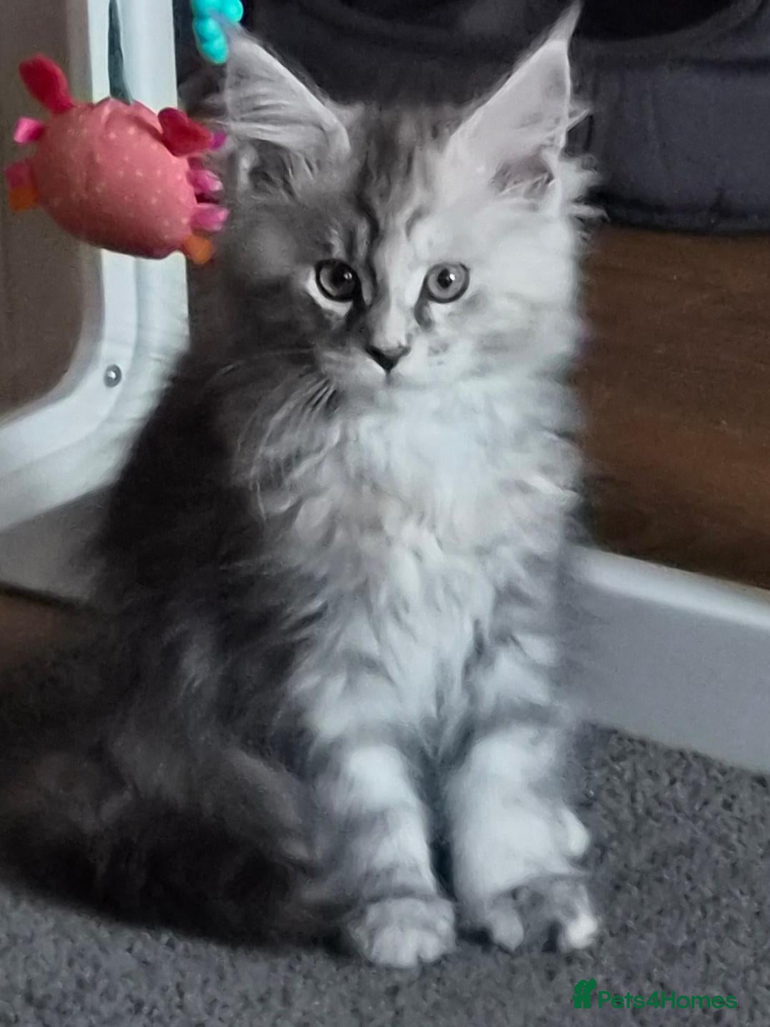 Maine Coon cats Beautiful Mainecoon kittens  - Advert 1
