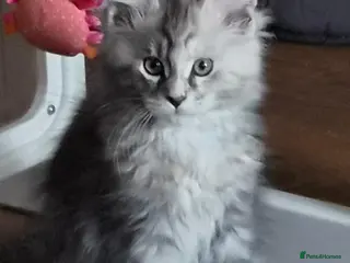 Maine Coon cats Beautiful Mainecoon kittens - Advert 4