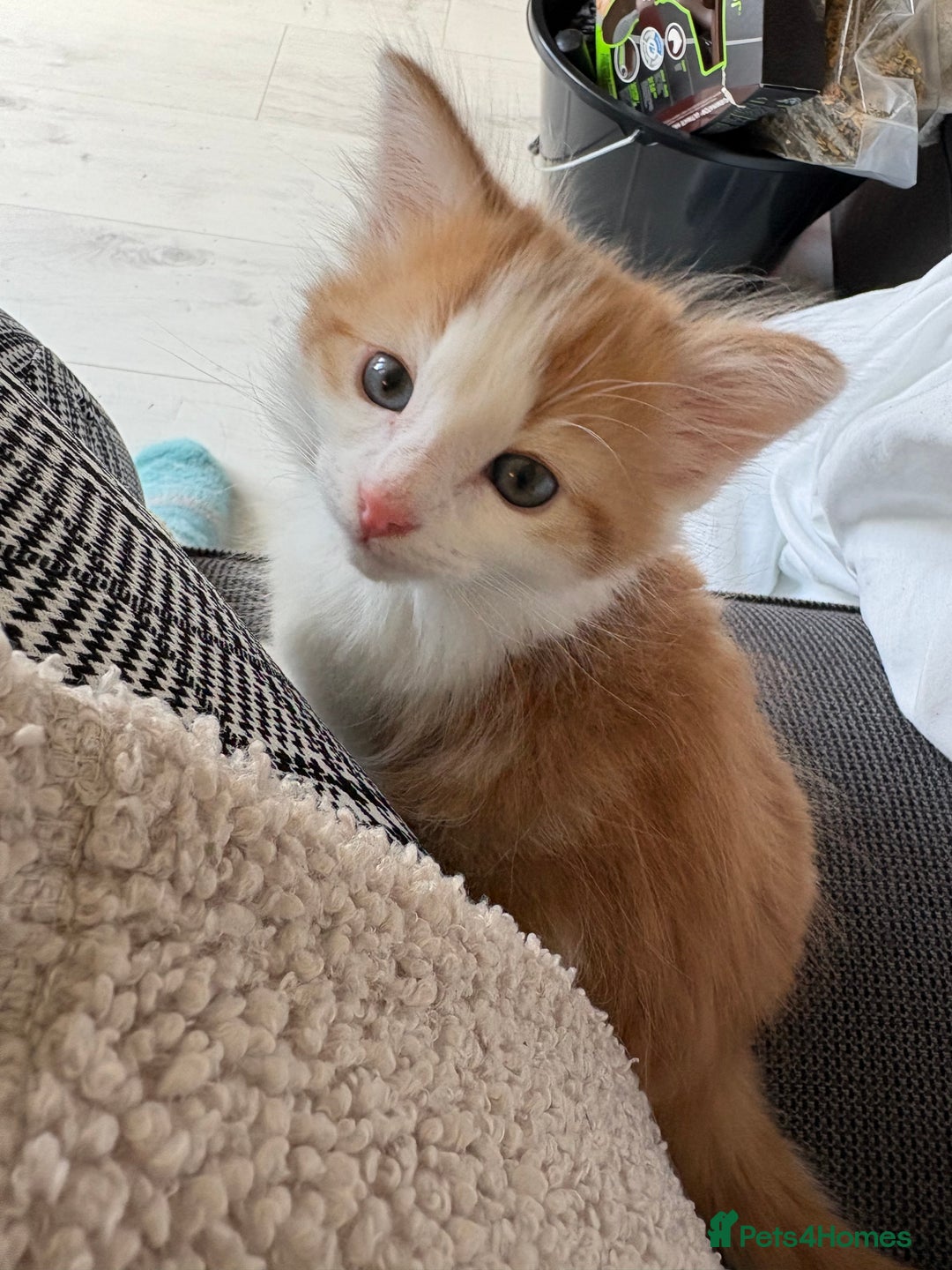 Mixed Breed cats for sale: Jude the Dude and Princess Peaches - Advert 12