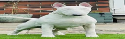Bull Terrier dogs for sale: Exceptional quality KC BT Puppy - Advert 7