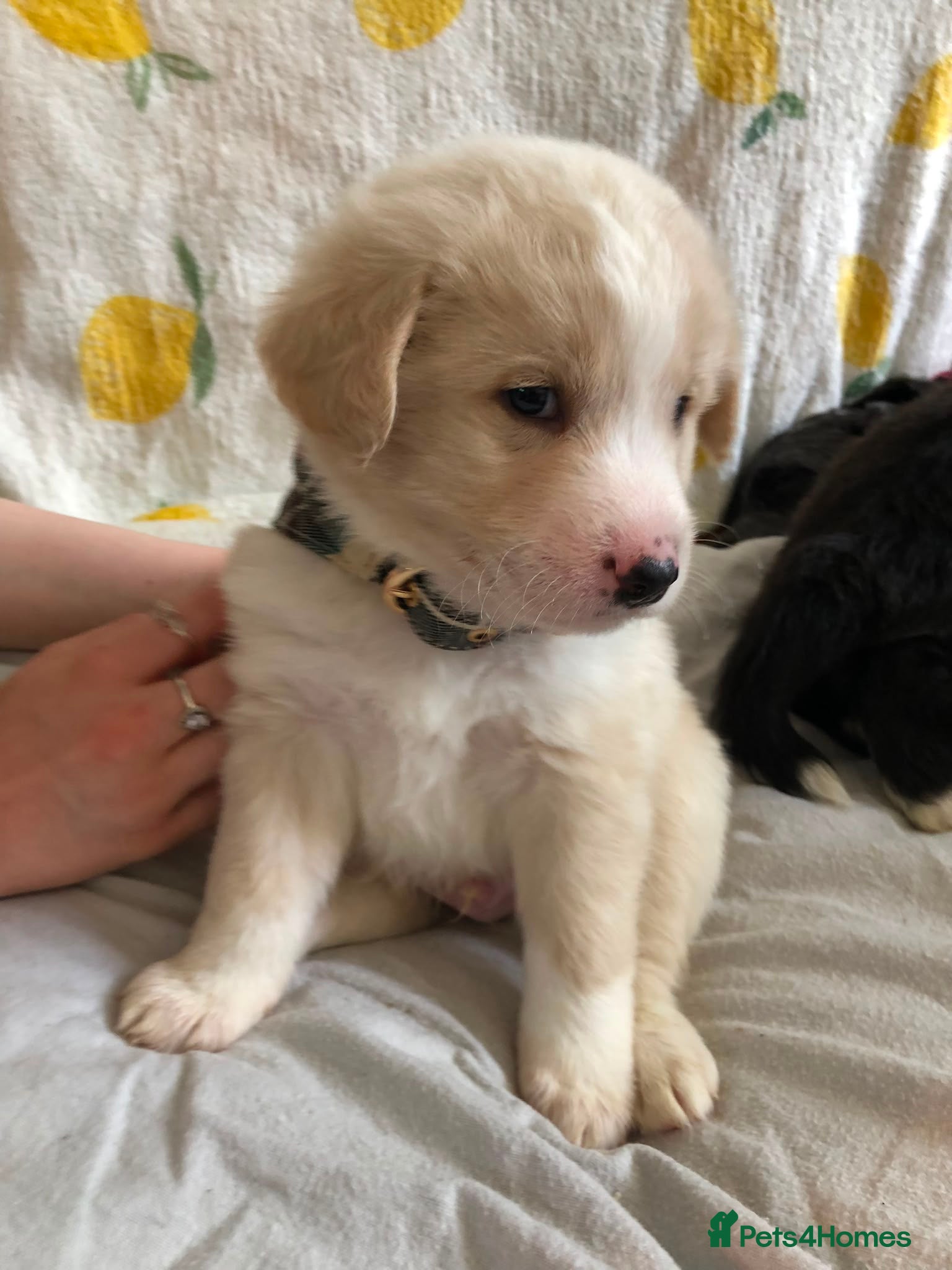 Mixed Breed dogs 2 beautiful boys left from litter of 6 - Advert 8