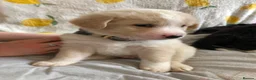 Mixed Breed dogs for sale: 1 beautiful boys left from litter of 6 - Advert 3