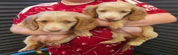 Miniature Dachshund dogs for sale: 🐾A rare pair of identical twins mini dachshunds🐾 - Advert 14