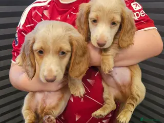 Miniature Dachshund dogs Cream longhair tiny mini dachshund - Advert 16
