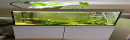 Corys fish for sale: 4-Year Established 120L Community Aquarium - Advert 2