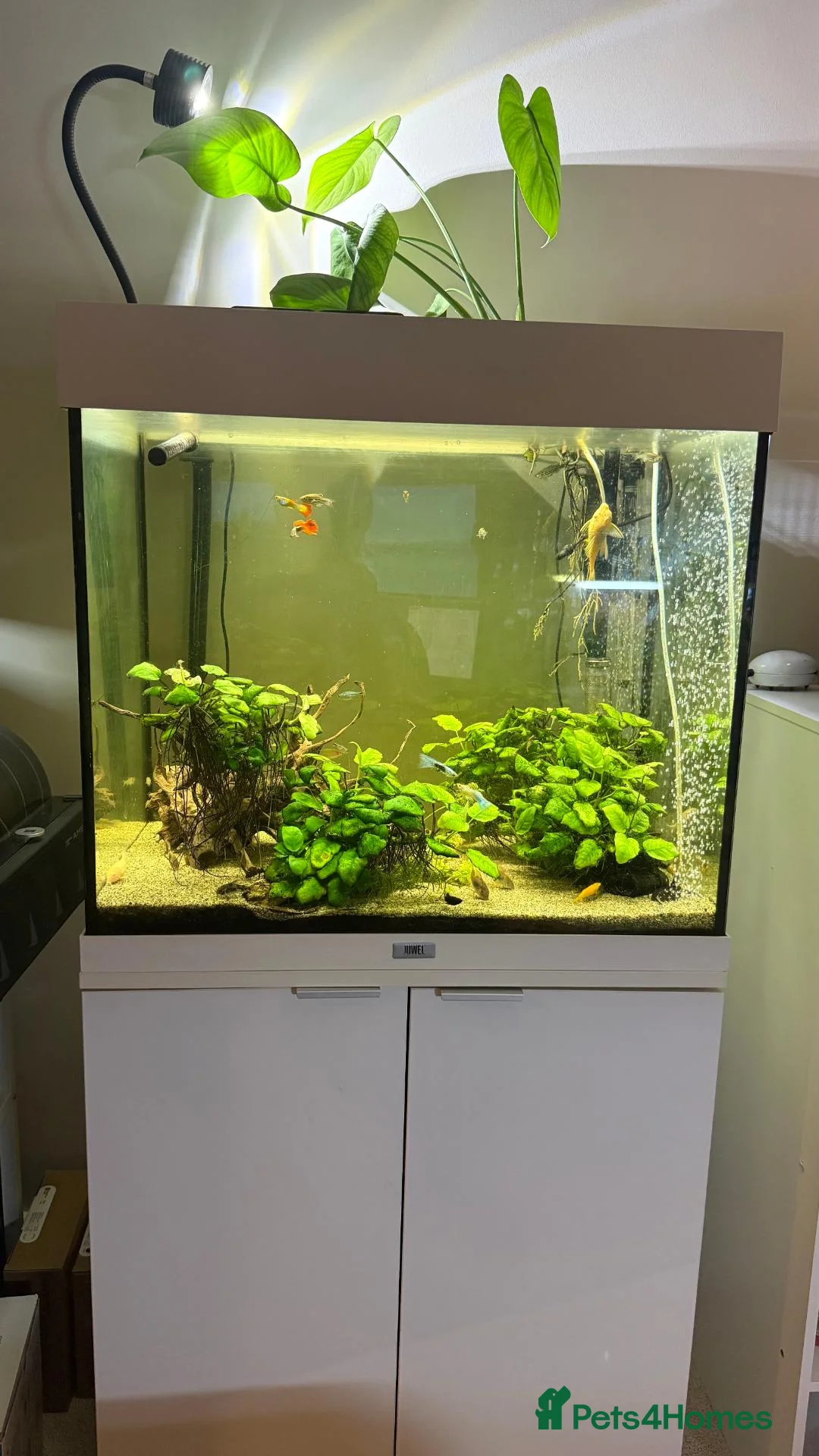 Corys fish for sale: 4-Year Established 120L Community Aquarium - Advert 2