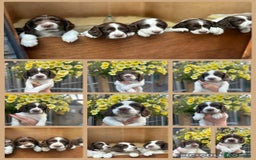 English Springer Spaniel dogs for sale: Beautiful litter of KC reg ESS - Image 1