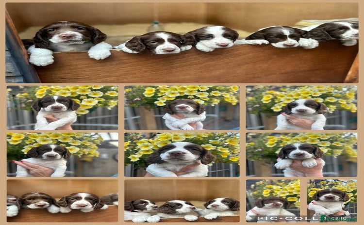 English Springer Spaniel dogs - Advert 2
