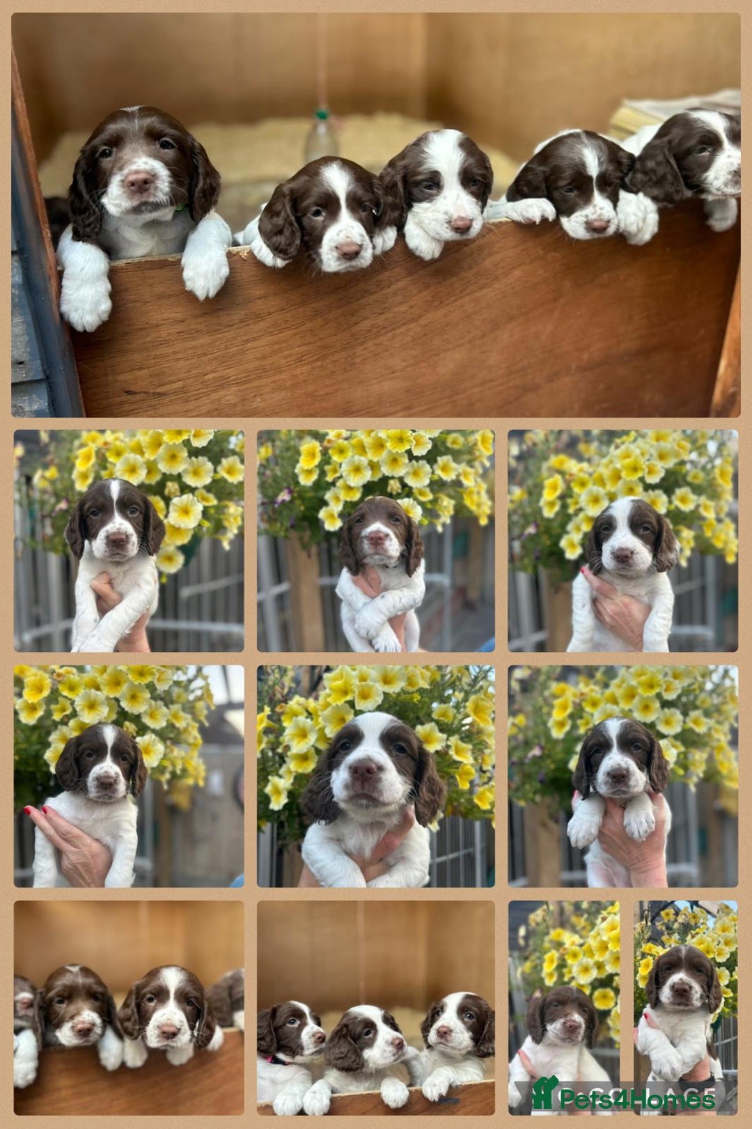 English Springer Spaniel dogs for sale: Beautiful litter of KC reg ESS - Image 1