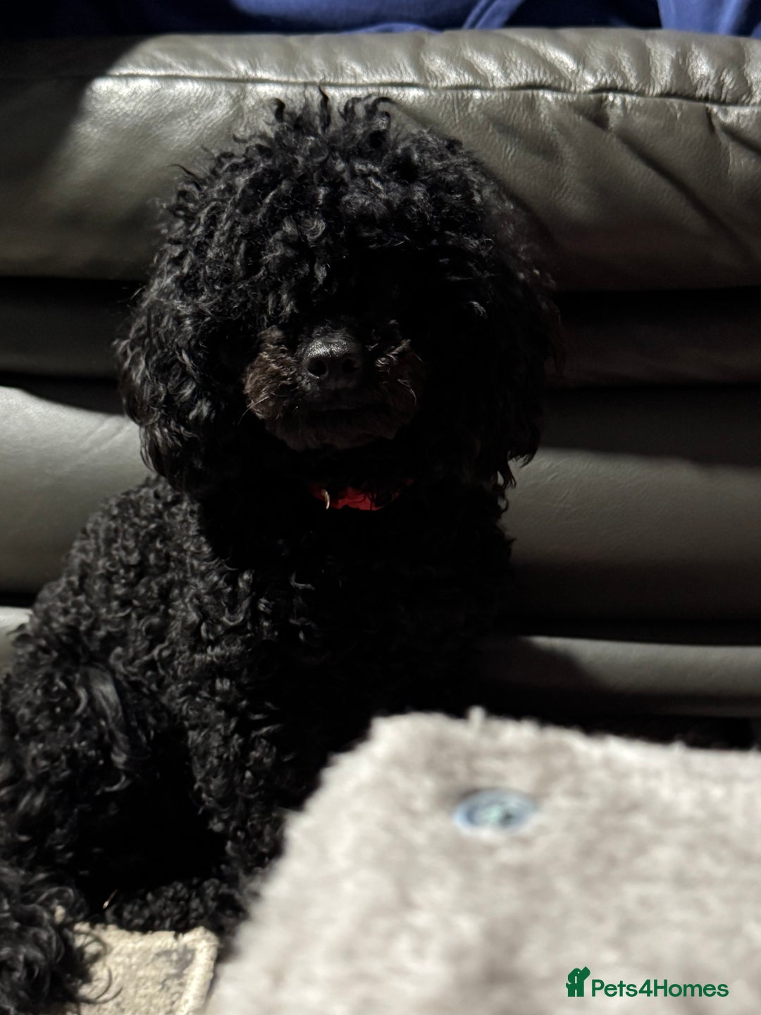 Toy Poodle dogs for sale: Toy Poodles - Advert 2