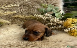 Miniature Dachshund dogs for sale: Stunning miniature wire haired dachshunds  - Image 13