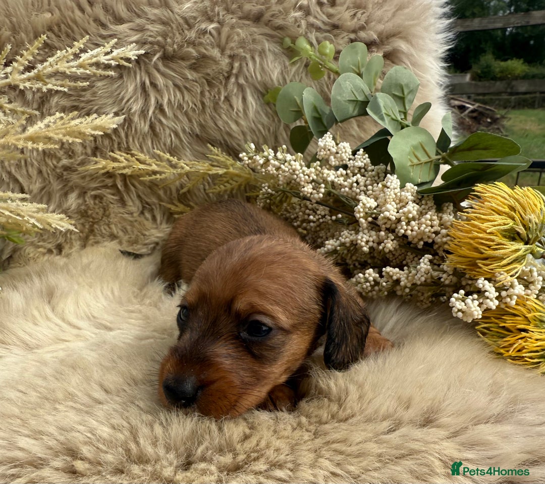 Miniature Dachshund dogs for sale: Stunning miniature wire haired dachshunds  - Image 13