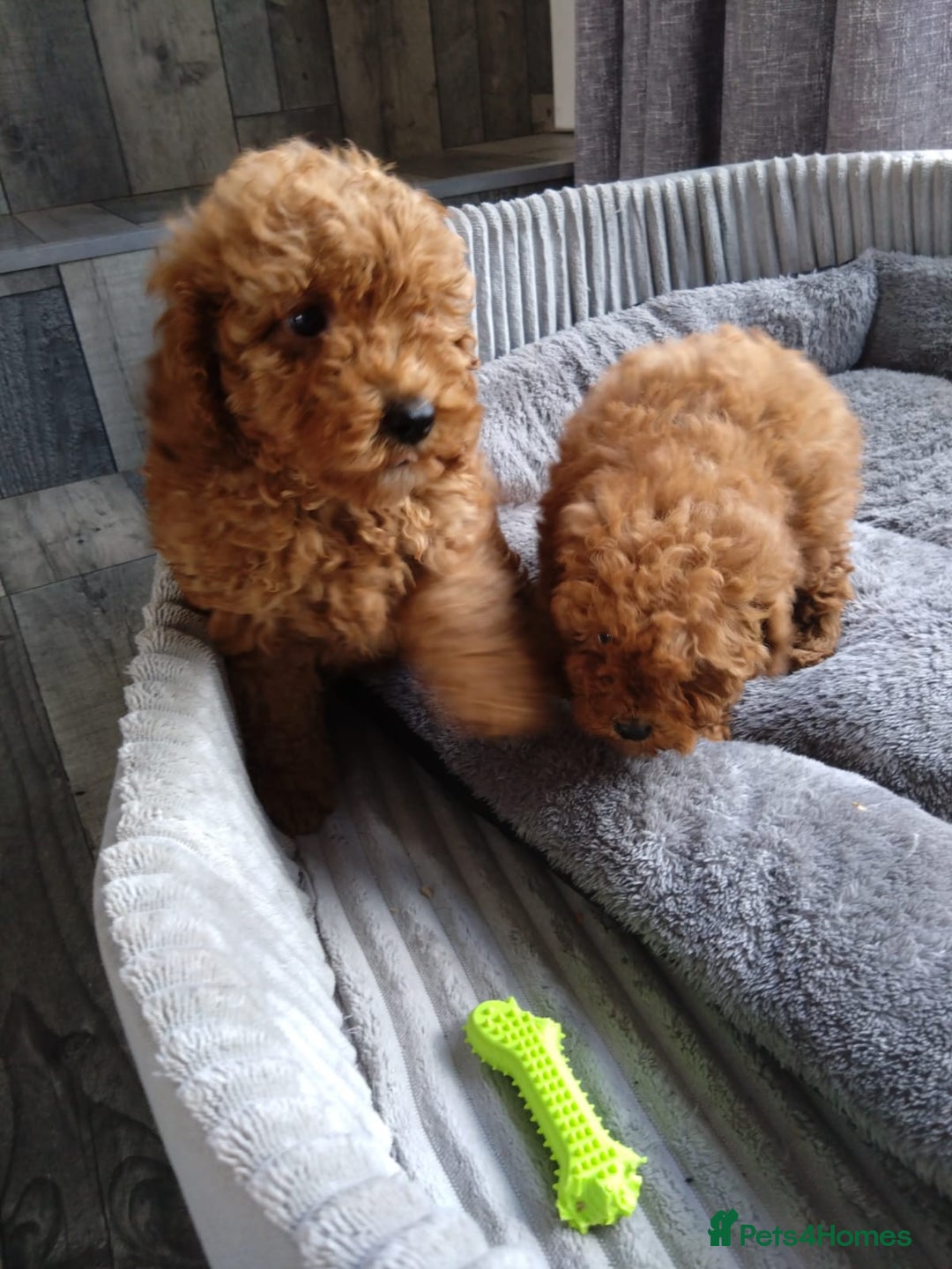 Poodle dogs for sale: Red miniature poodle  - Image 1