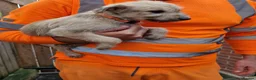 Lurcher dogs for sale: Stunning Lurcher puppies in Sheffield - Advert 4