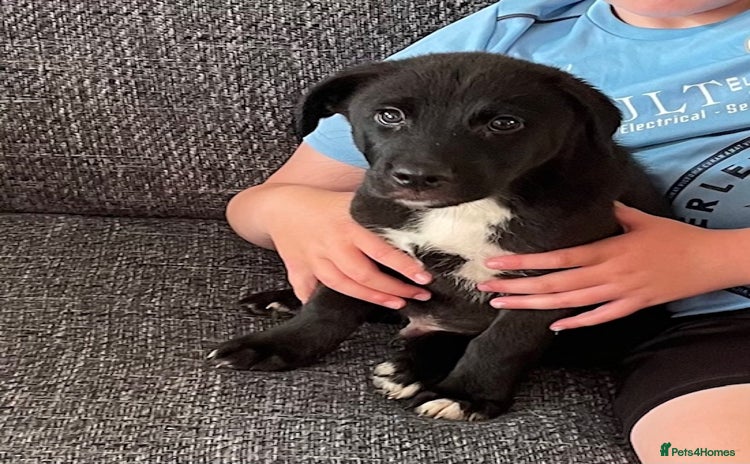 Mixed Breed dogs - Advert 3