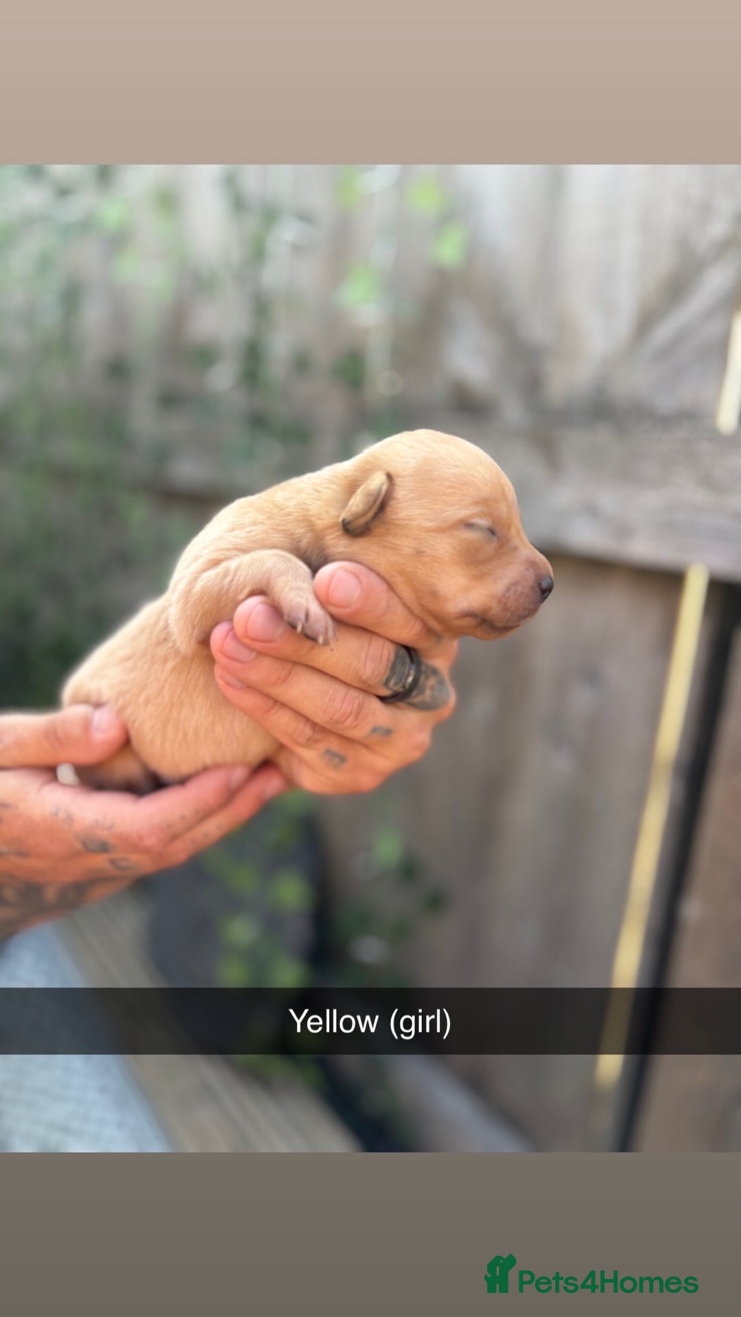 Labrador Retriever dogs for sale: Stunning Fox Red Labrador puppies  - Image 17
