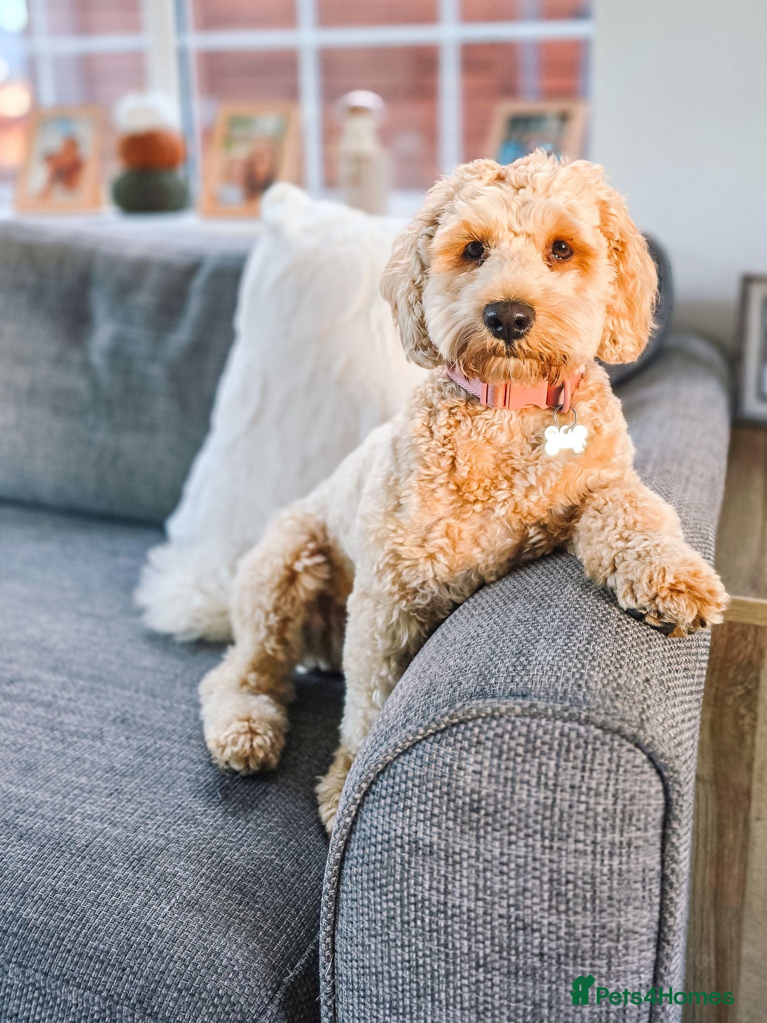 Cavapoochon dogs Daisy – Cavapoochon looking for her forever home - Advert 18