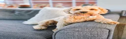 Cavapoochon dogs for sale: Daisy – Cavapoochon looking for her forever home - Advert 1
