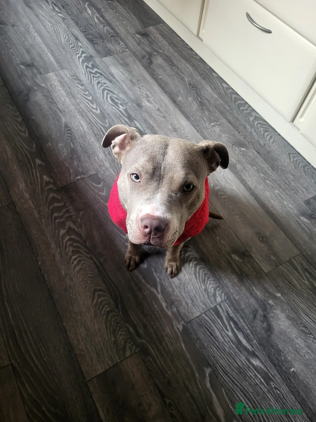 Mixed Breed dogs for sale: Staffy x Female x  - Advert 9