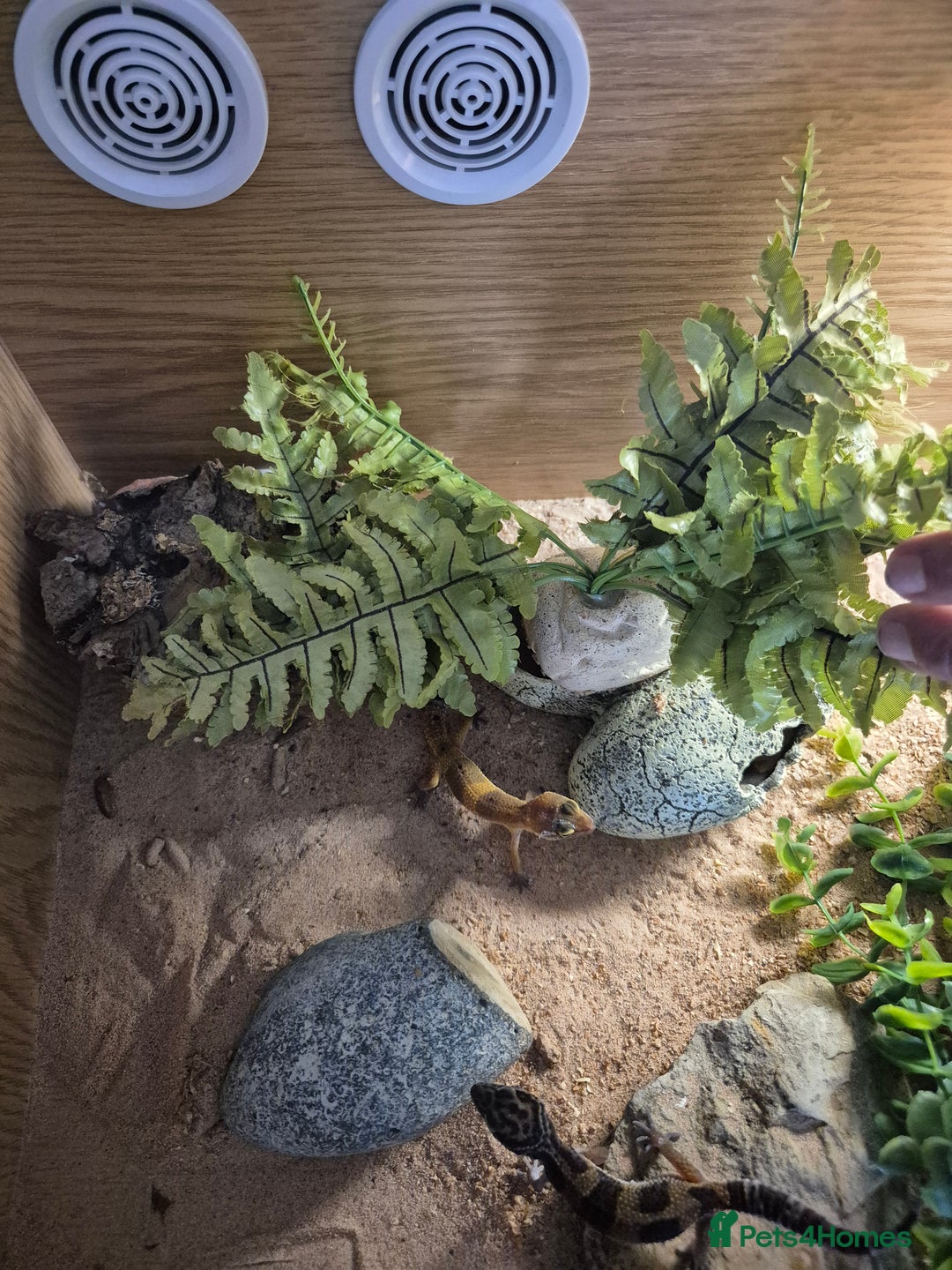 Leopard Gecko reptiles for sale: Tank included 3 female leopard geckos - Image 4