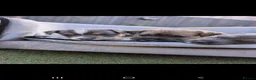 Jack Russell dogs for sale: Jack russell puppy  - Advert 6