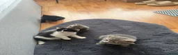 Mixed Breed cats for sale: Kittens looking forever home. - Advert 3