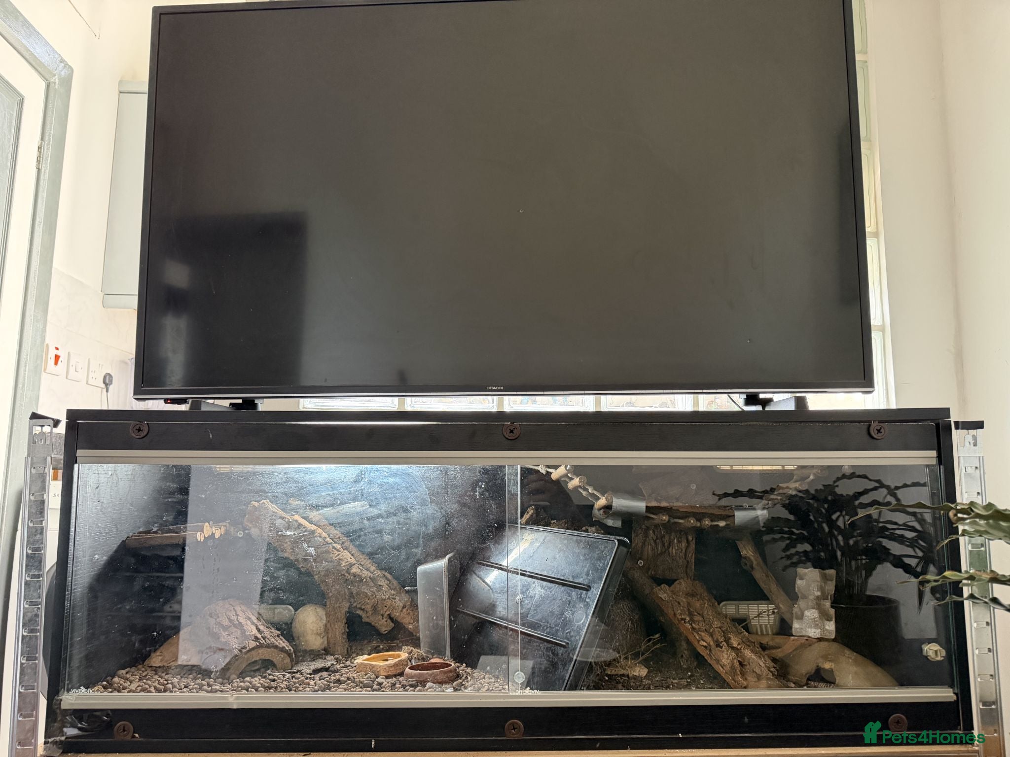 Leopard Gecko reptiles 🦎 2 Leopard Gecko - 2 terrarium - Advert 17