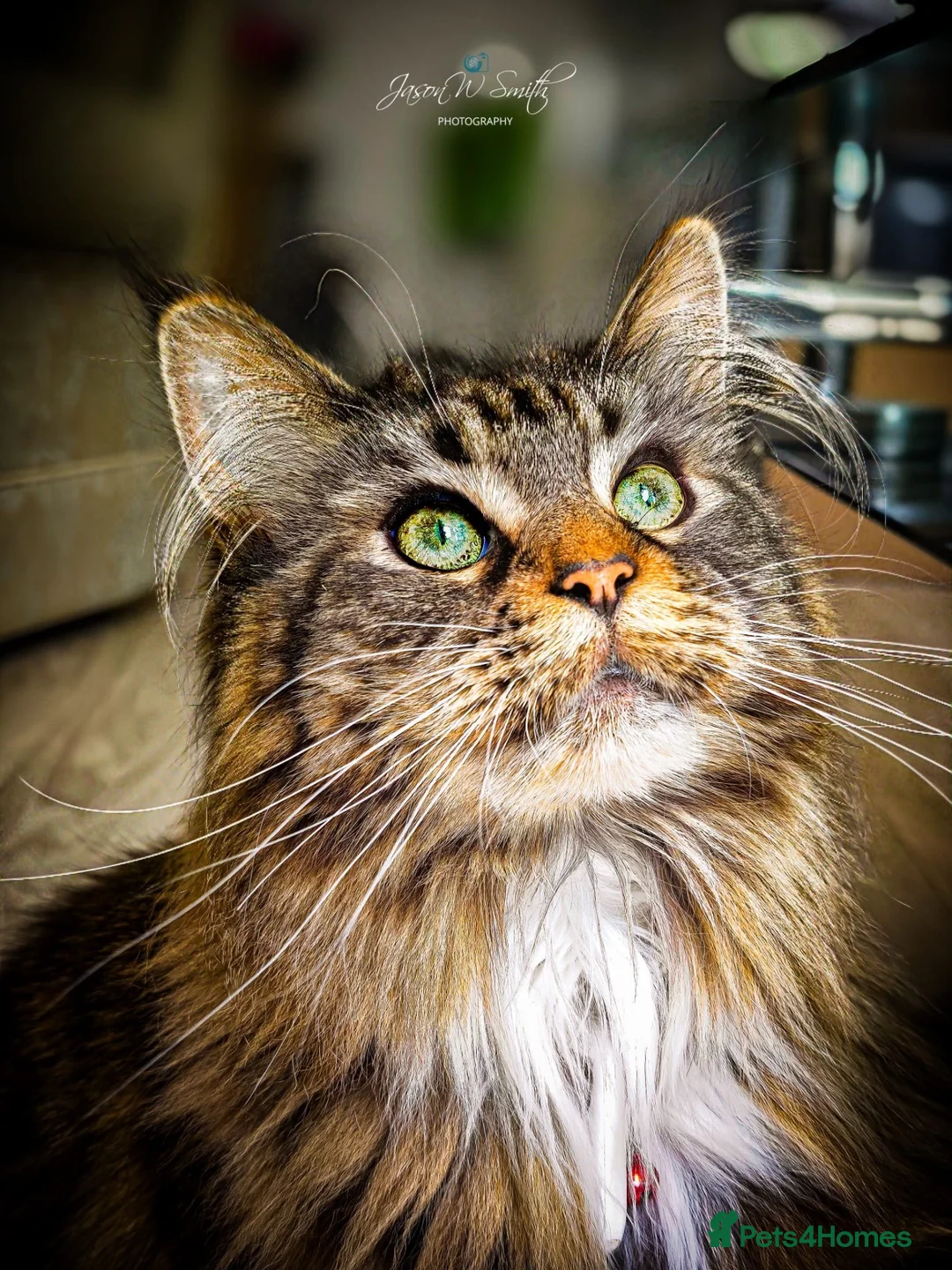 Maine Coon cats for sale: Maine coons kittens  - Advert 2