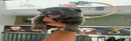 German Shepherd dogs for sale: 🐶❤️KC health tested gsd babies 🐶❤️ - Advert 17