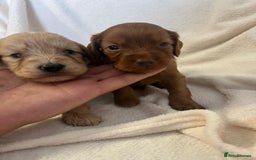 Cockapoo dogs for sale: Stunning cockapoo puppies  - Image 7