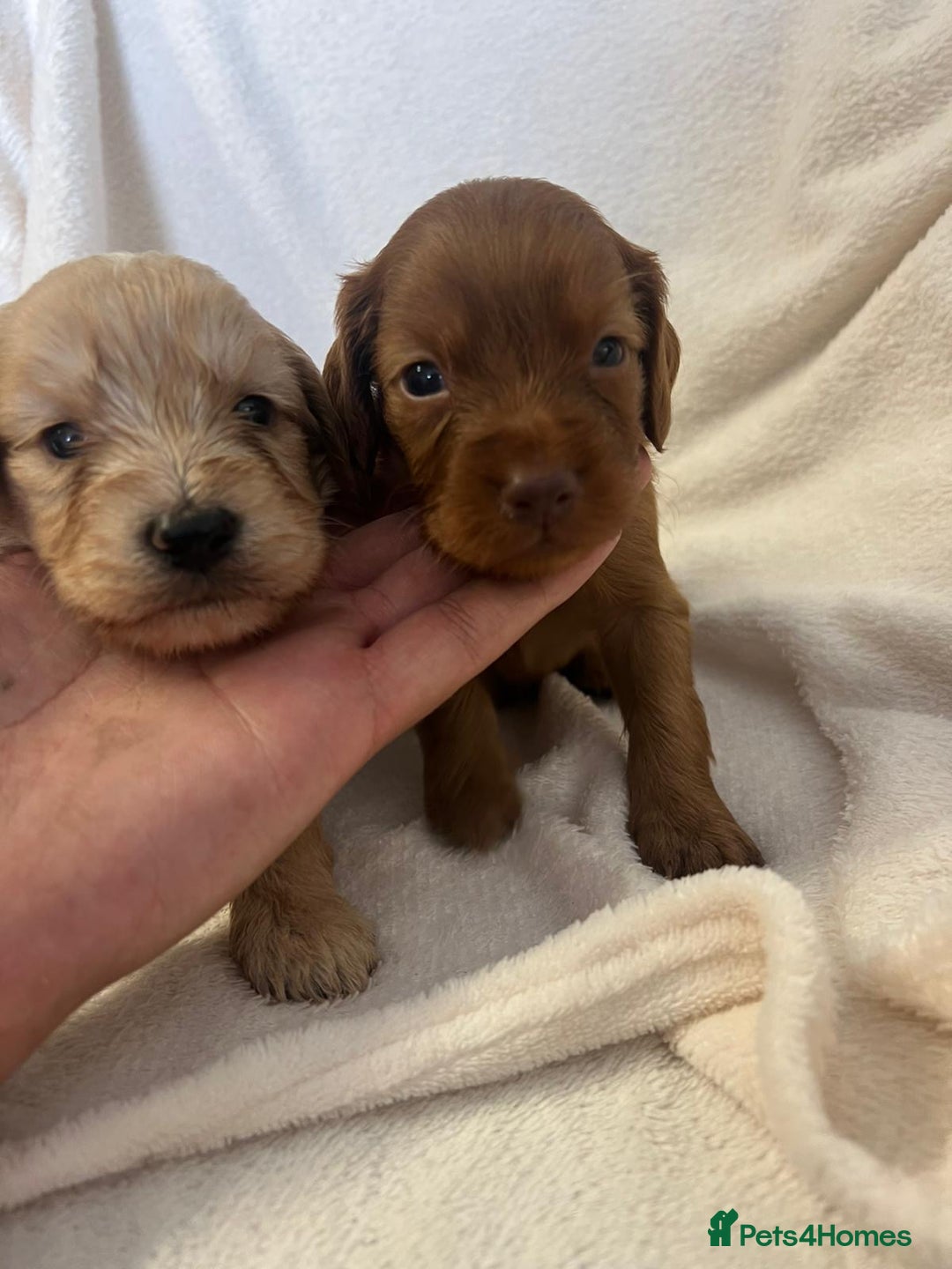 Cockapoo dogs for sale: Stunning cockapoo puppies  - Image 7