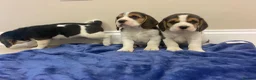 Beagle dogs for sale: Chunky friendly beagles  - Advert 10